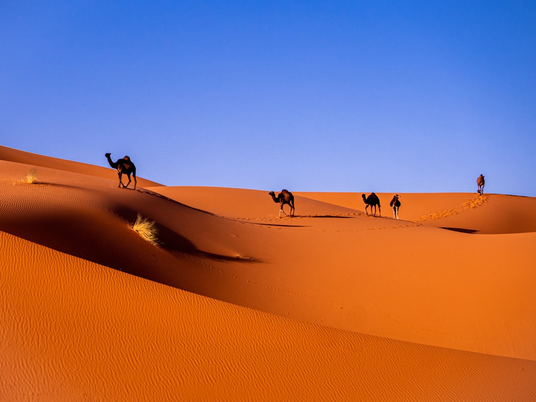 Golden Saharan dunes under a clear sky