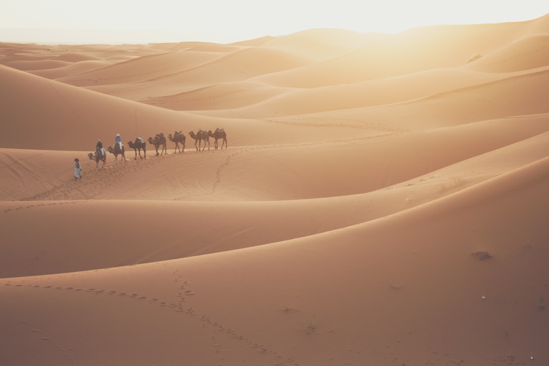 Camel train silhouetted on desert horizon